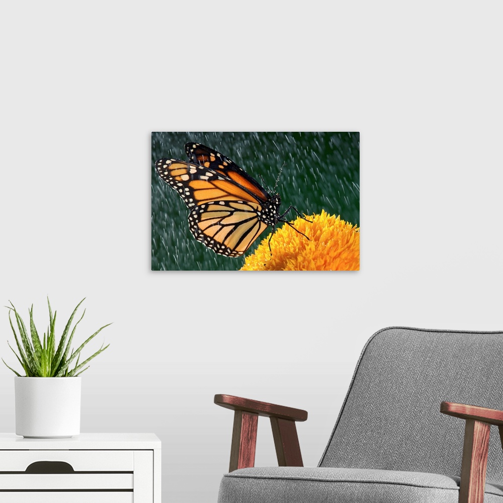 A modern room featuring Monarch Butterfly In Rain On Sunflower, Nova Scotia, Canada