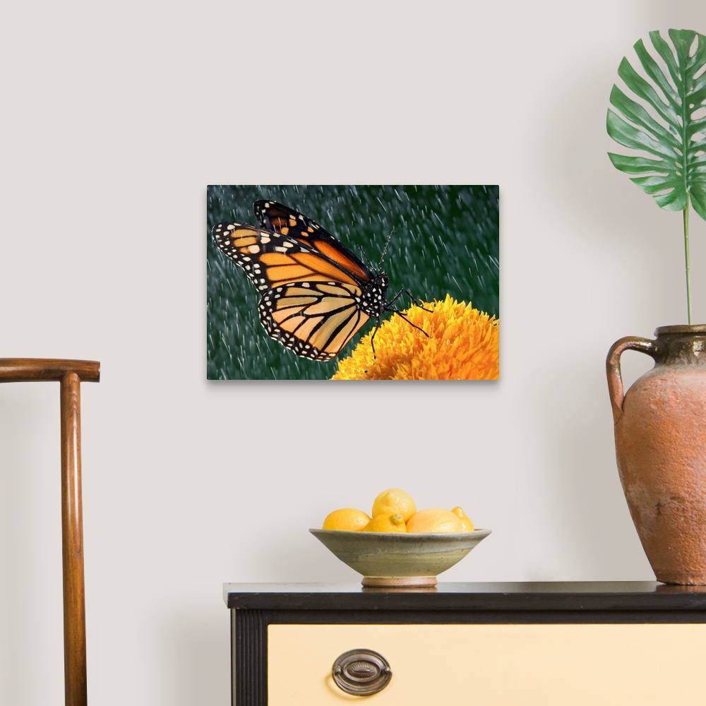 A traditional room featuring Monarch Butterfly In Rain On Sunflower, Nova Scotia, Canada