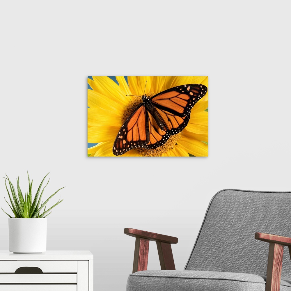 A modern room featuring Monarch Butterfly On Sunflower