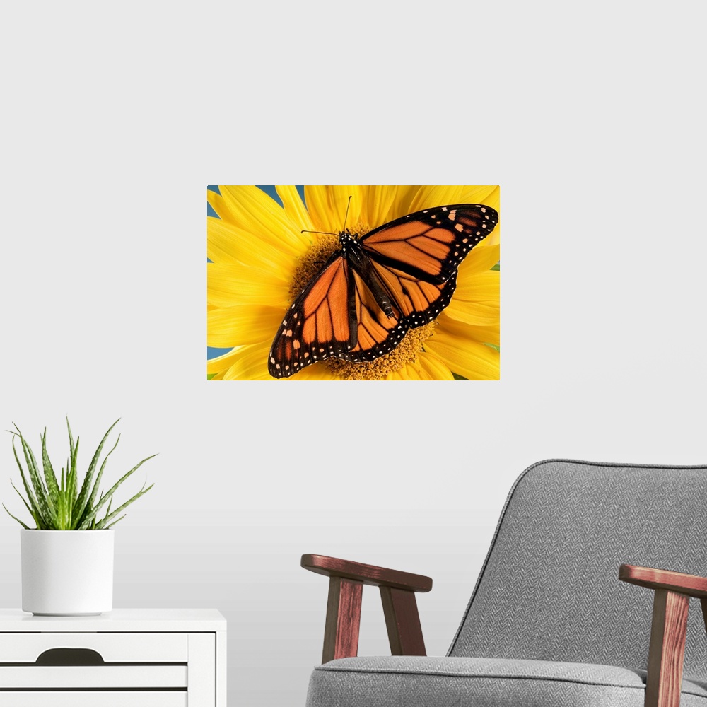 A modern room featuring Monarch Butterfly On Sunflower