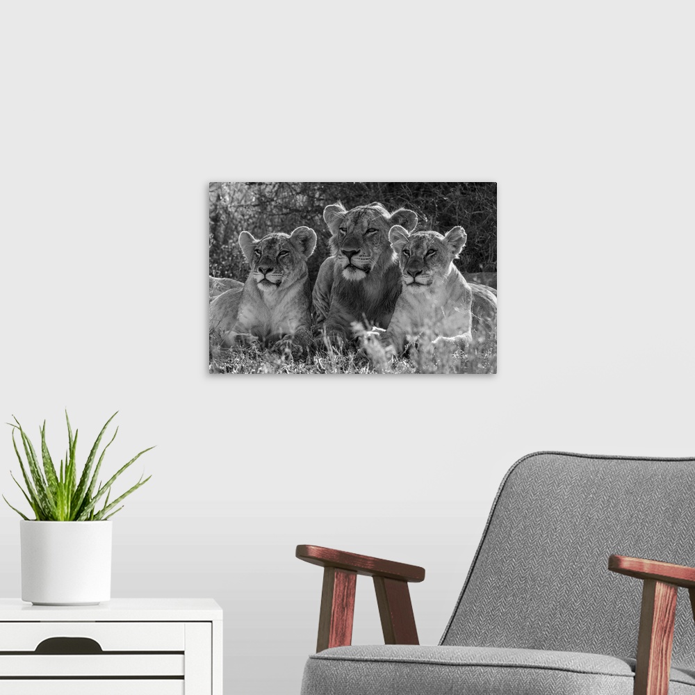 A modern room featuring Monochromatic male Lion (Panthera Leo) lies between two females; Kenya