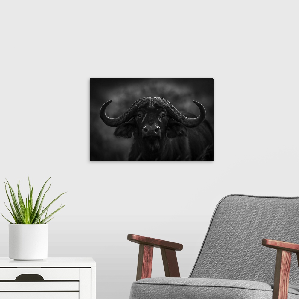 A modern room featuring Monochrome close-up of Cape buffalo (Syncerus caffer) in dark, Serengeti National Park; Tanzania