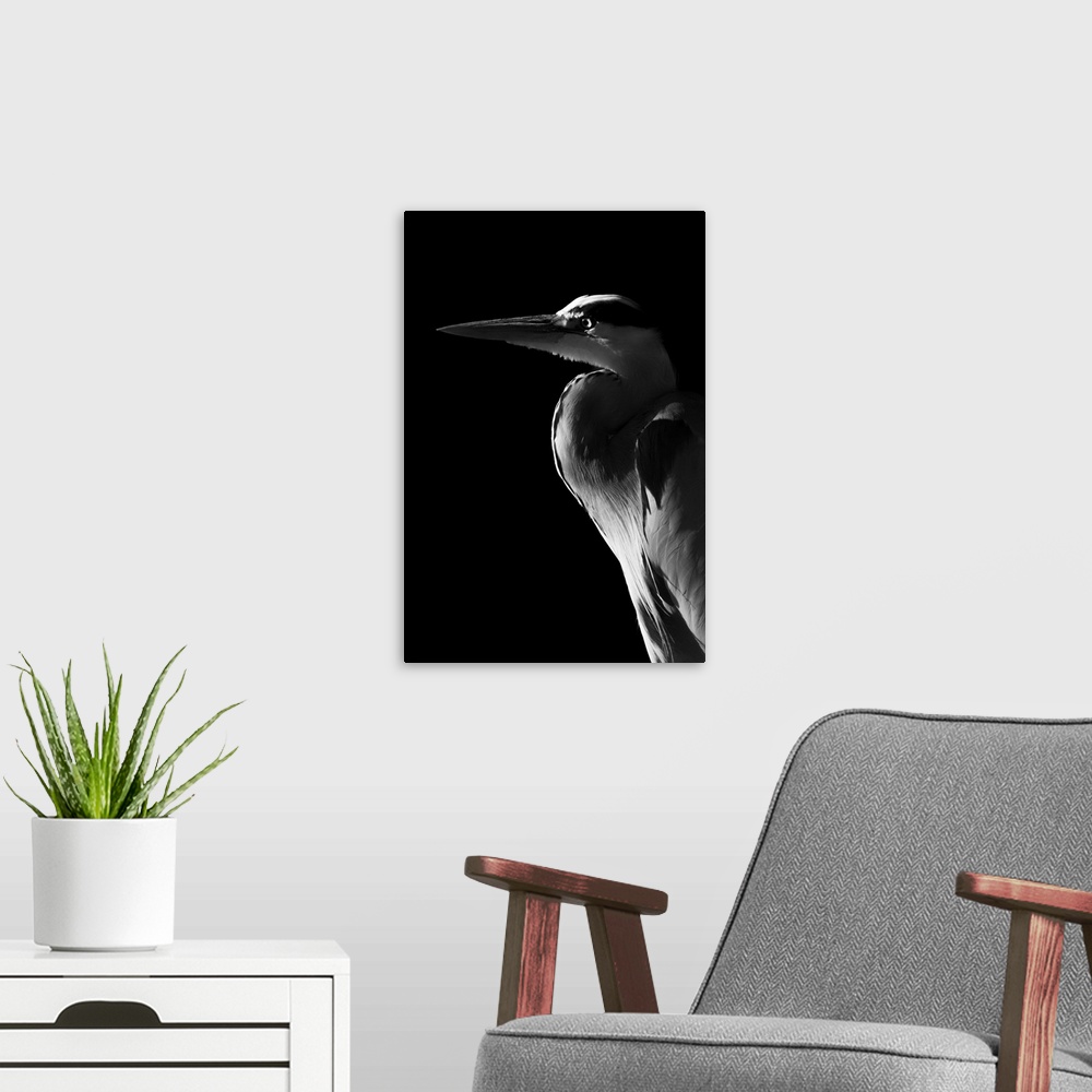 A modern room featuring Monochrome close-up of grey heron (ardea cinerea) in profile against a black background, England.