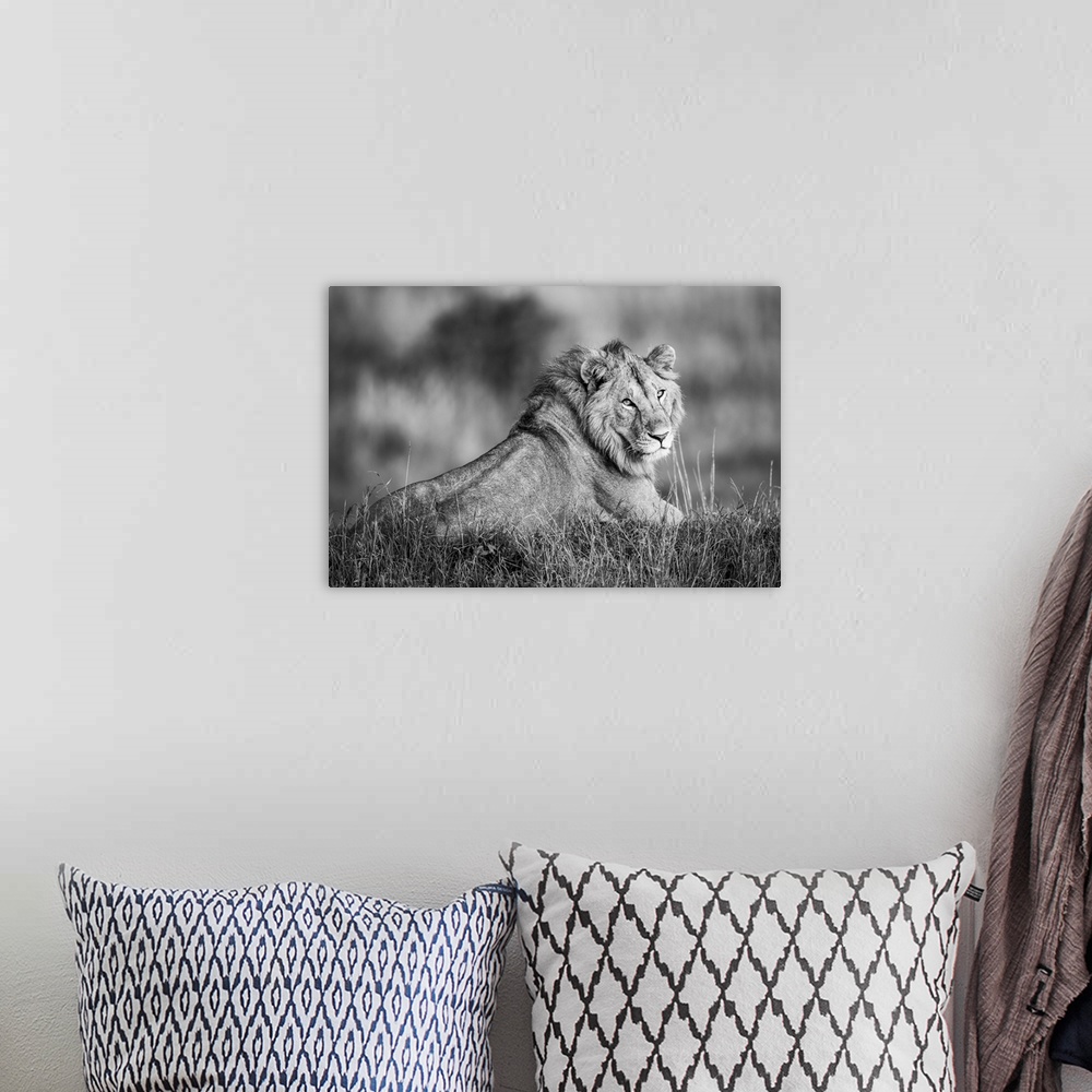 A bohemian room featuring Monotone male lion (panthera leo) lies turning to camera, Serengeti, Tanzania.