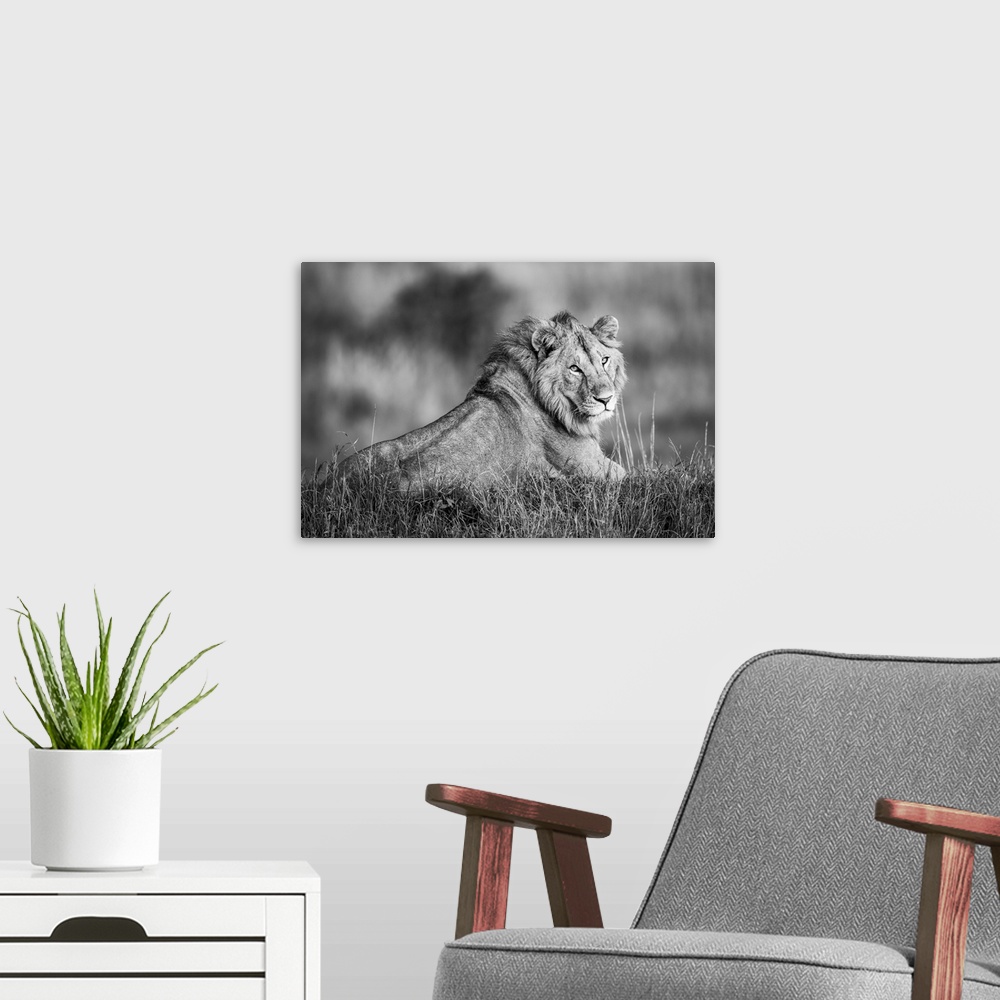 A modern room featuring Monotone male lion (panthera leo) lies turning to camera, Serengeti, Tanzania.