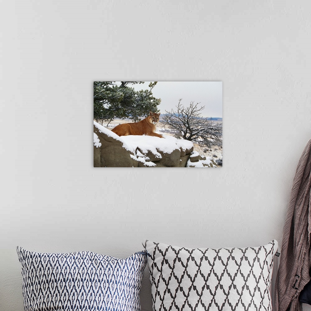 A bohemian room featuring Montana Mountain Lion (Felis Concolor) Resting In Winter
