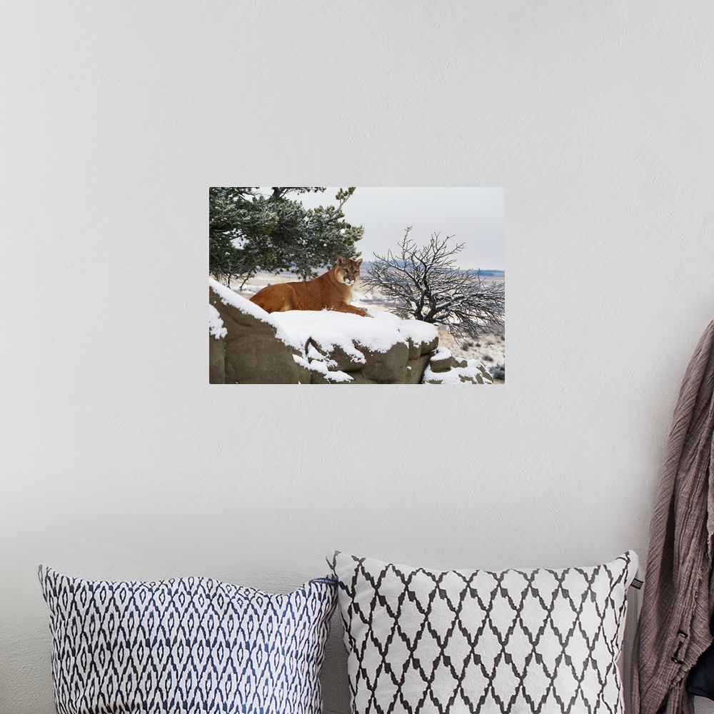 A bohemian room featuring Montana Mountain Lion (Felis Concolor) Resting In Winter
