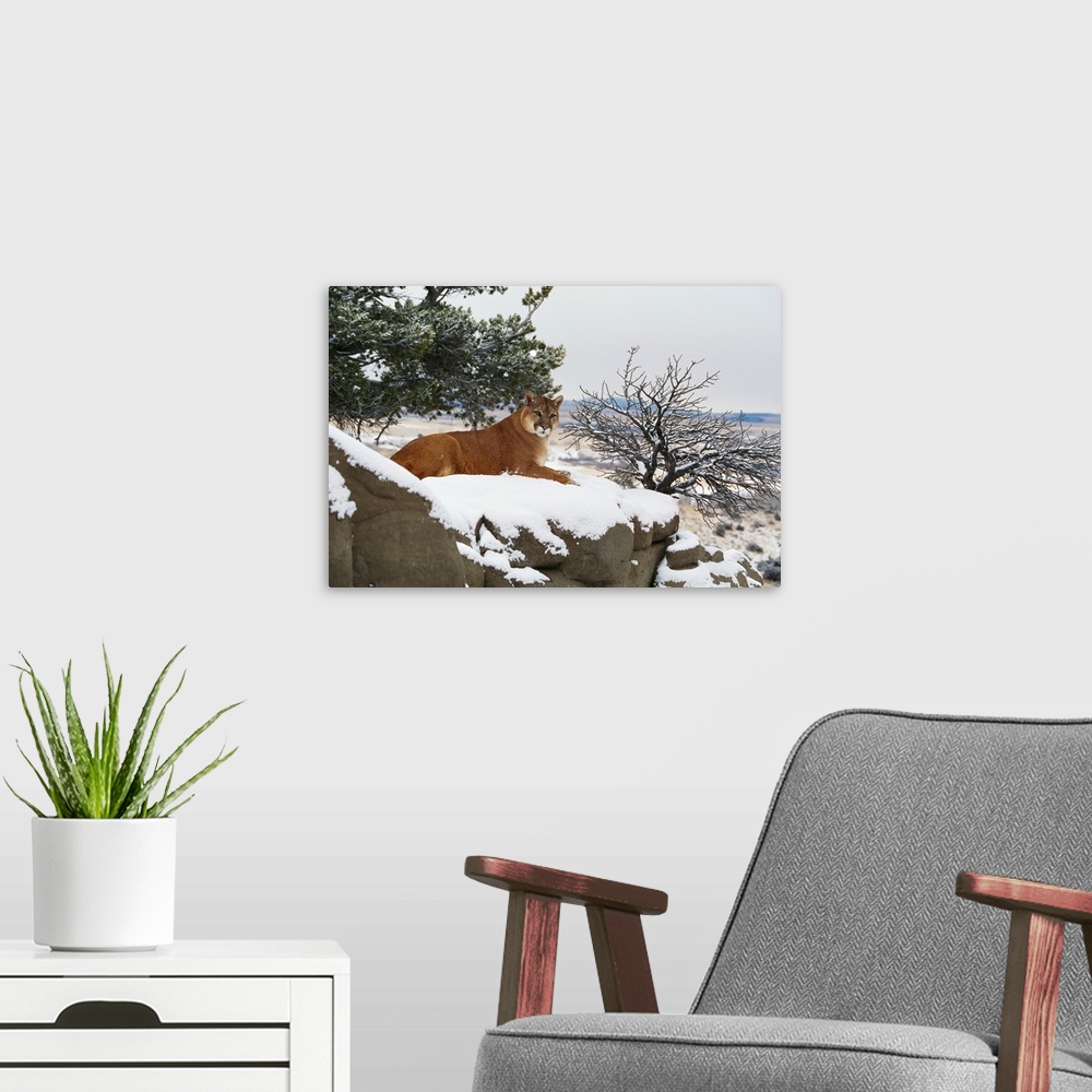 A modern room featuring Montana Mountain Lion (Felis Concolor) Resting In Winter