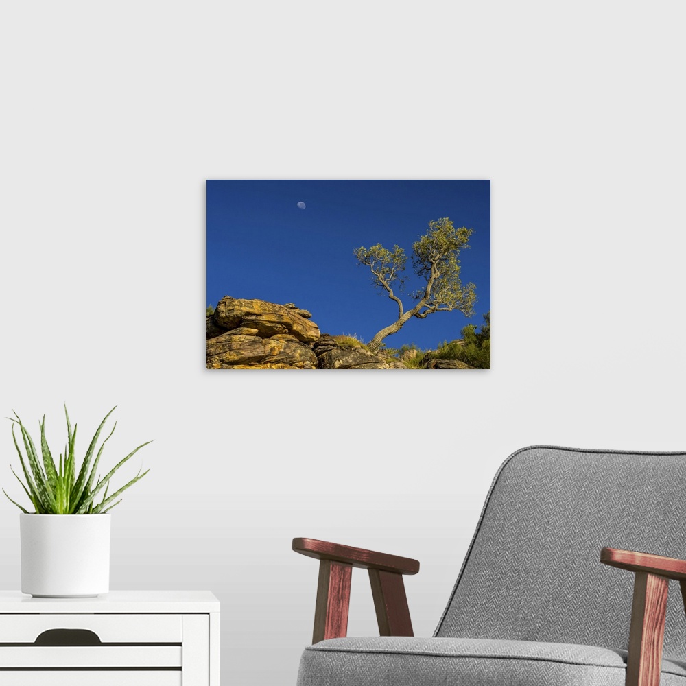 A modern room featuring A low angle view of a moon behind a sculptured tree near the King George River in the Kimberley R...