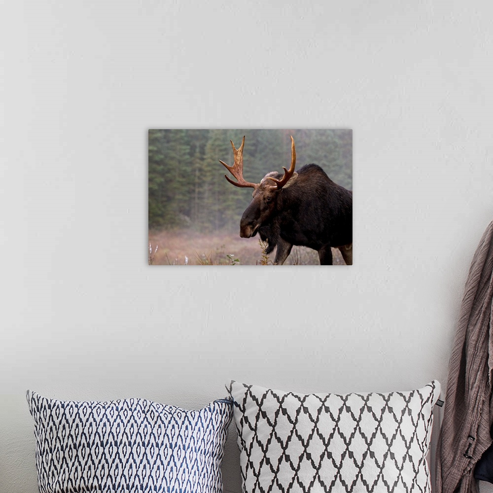 A bohemian room featuring Moose, Algonquin Provincial Park, Ontario, Canada