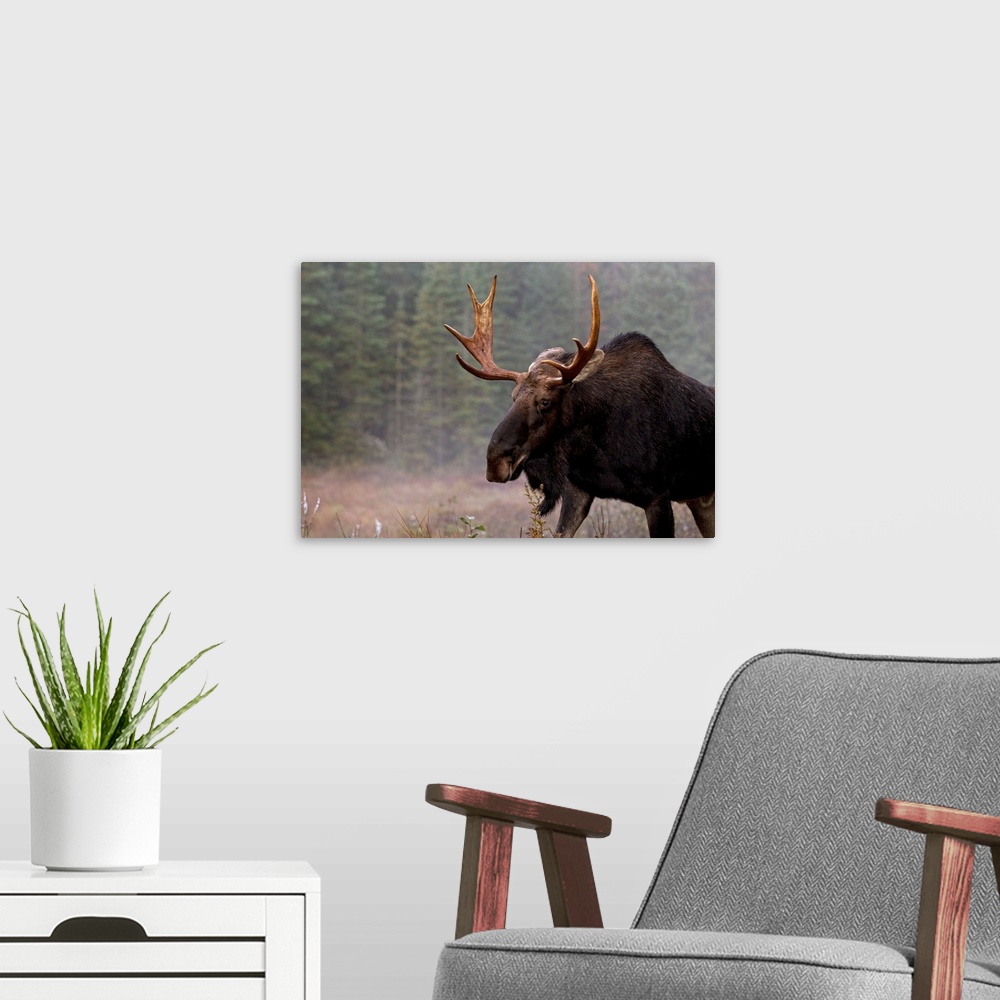 A modern room featuring Moose, Algonquin Provincial Park, Ontario, Canada