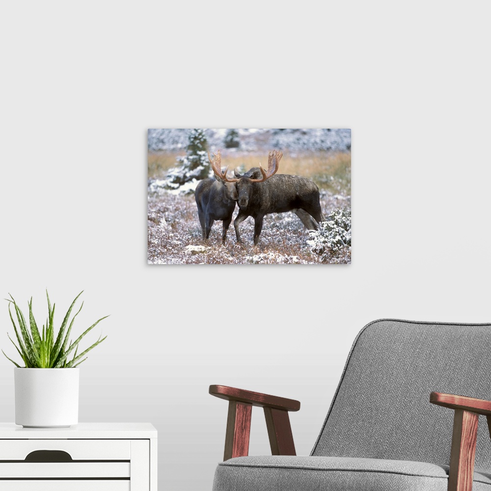 A modern room featuring Moose Bull And Cow Rubbing Muzzles In Courtship Behavior During Rut, Powerline Pass, Chugach Stat...