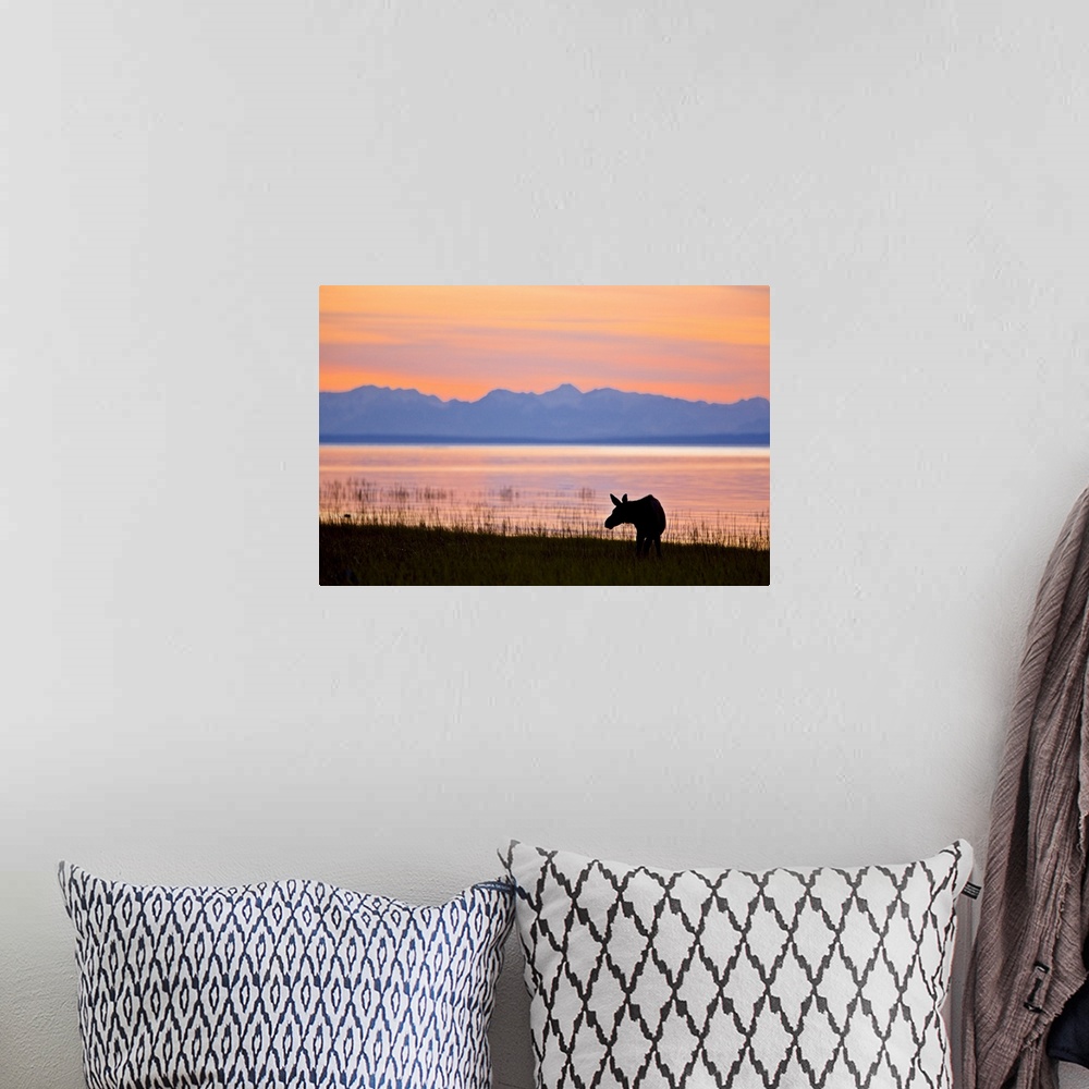 A bohemian room featuring Moose calf feeding along the Tony Knowles Coastal Trail at sunset during Summer in Anchorage, Sou...