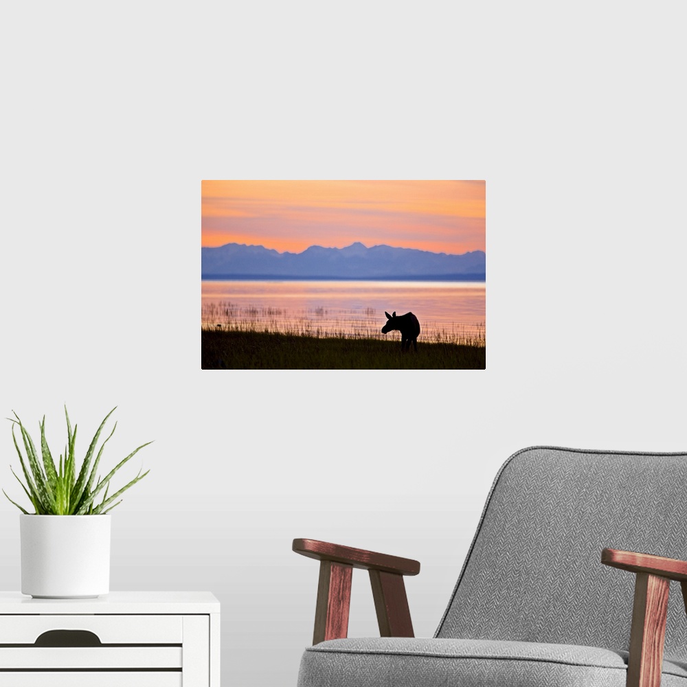 A modern room featuring Moose calf feeding along the Tony Knowles Coastal Trail at sunset during Summer in Anchorage, Sou...