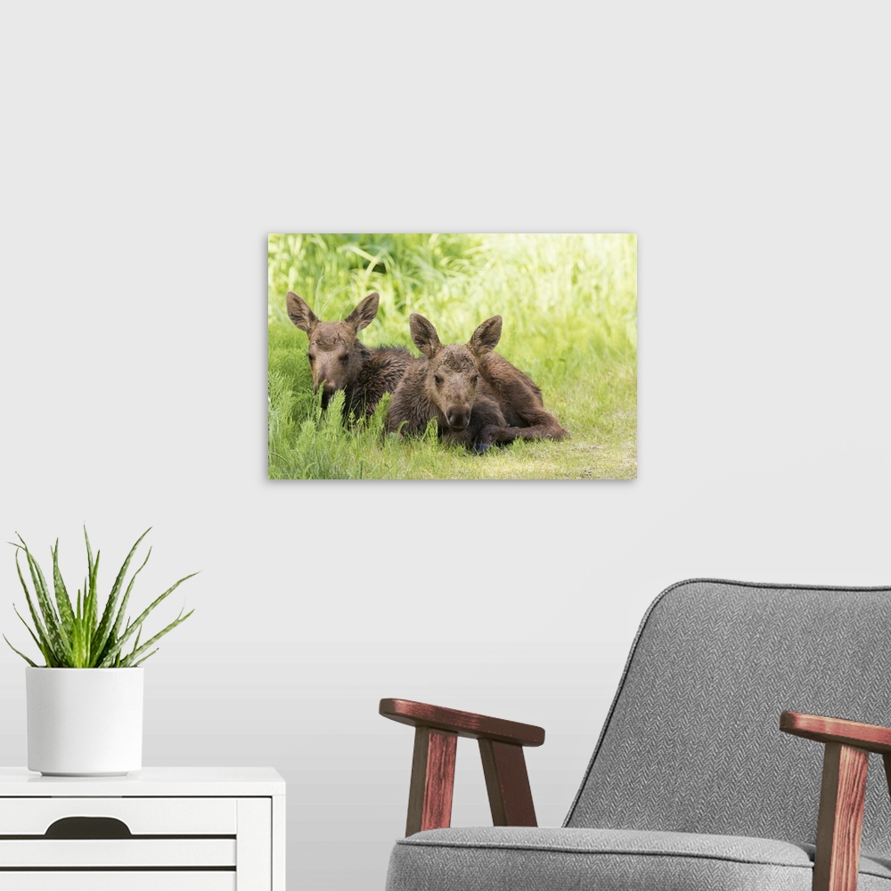 A modern room featuring Moose (alces alces) calves laying together while their mother feeds nearby, south-central Alaska....