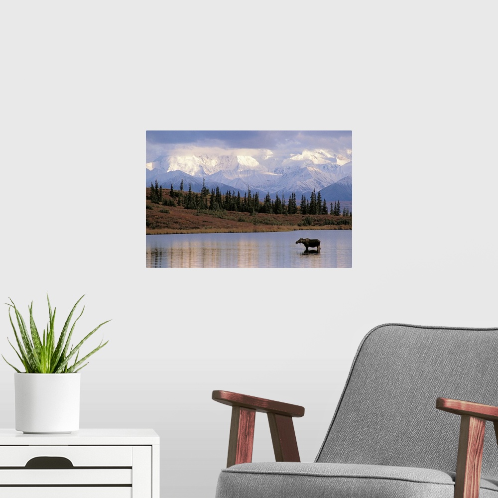 A modern room featuring Big photograph includes a young calf standing in a calm body of water next to a field scattered w...