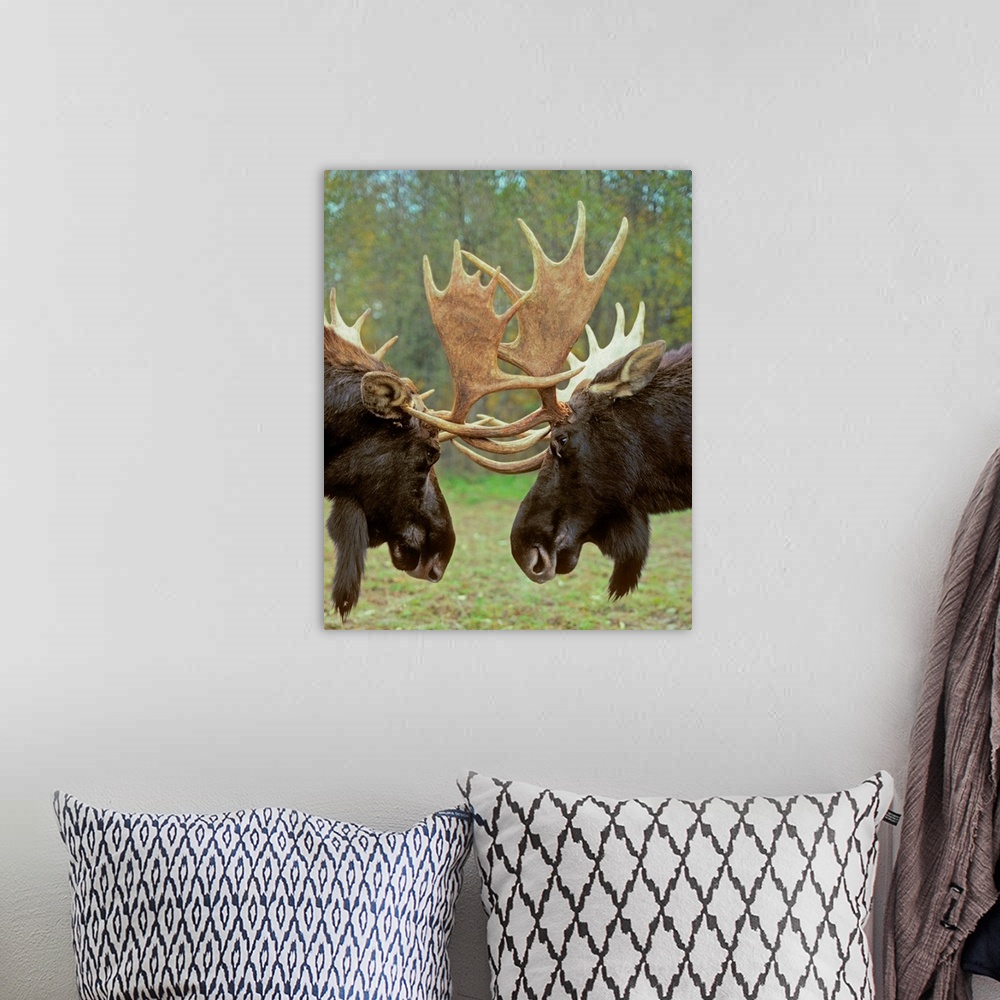 A bohemian room featuring Moose - Dominance Display, Autumn Rut