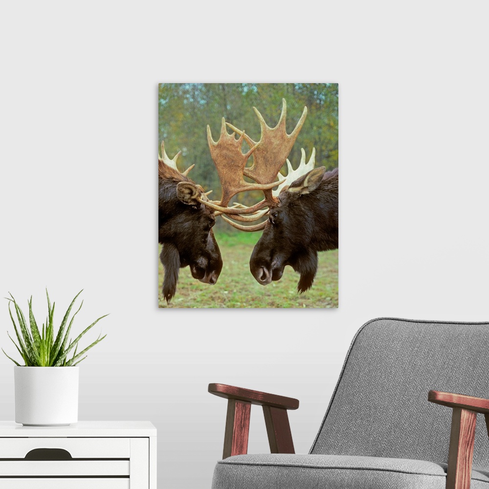 A modern room featuring Moose - Dominance Display, Autumn Rut