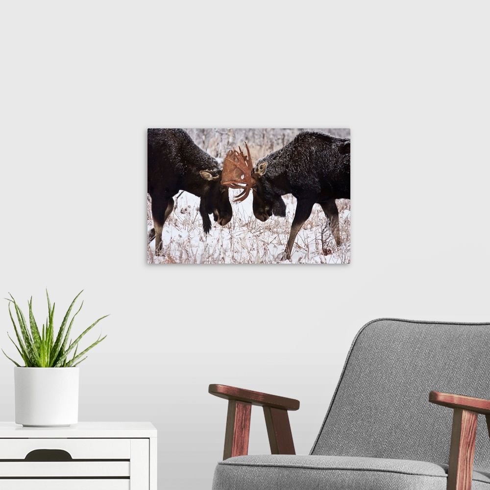 A modern room featuring Moose Fighting, Gaspesie National Park, Quebec, Canada
