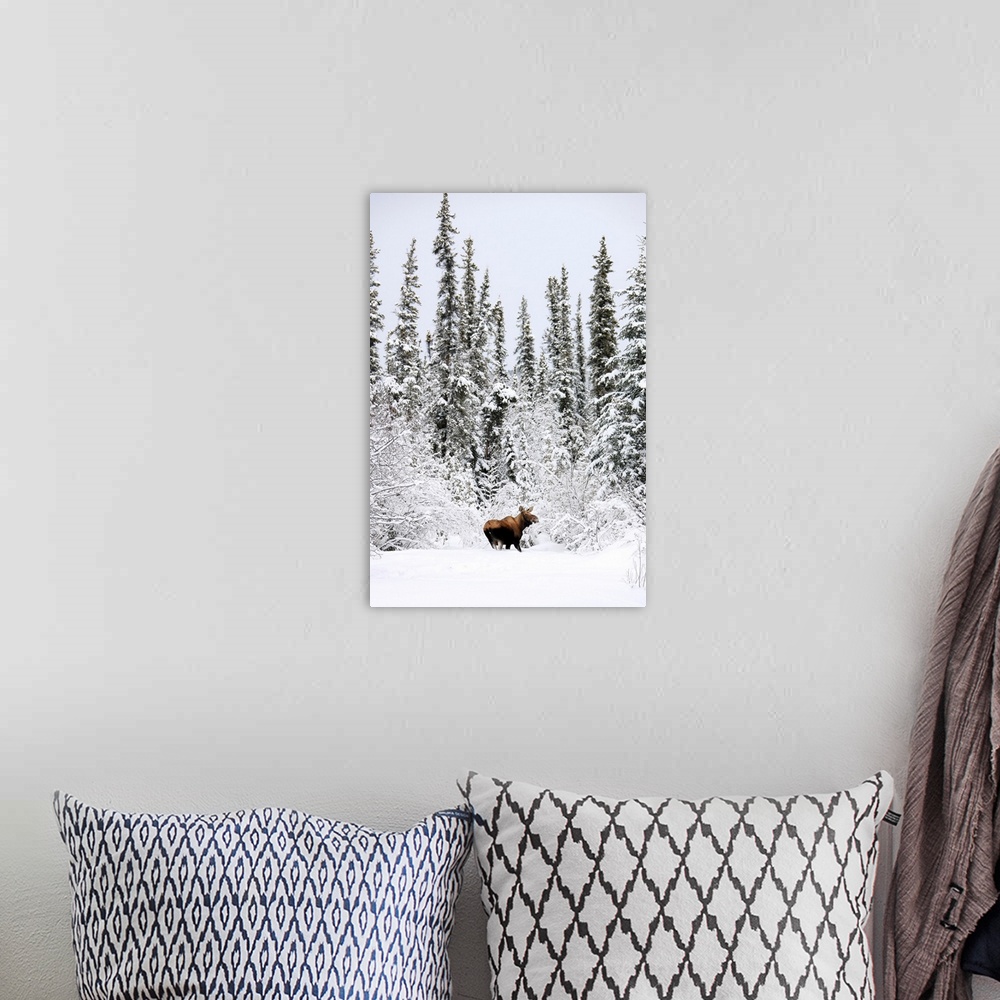 A bohemian room featuring Moose In Deep Snow, Near Teslin, Yukon, Canada