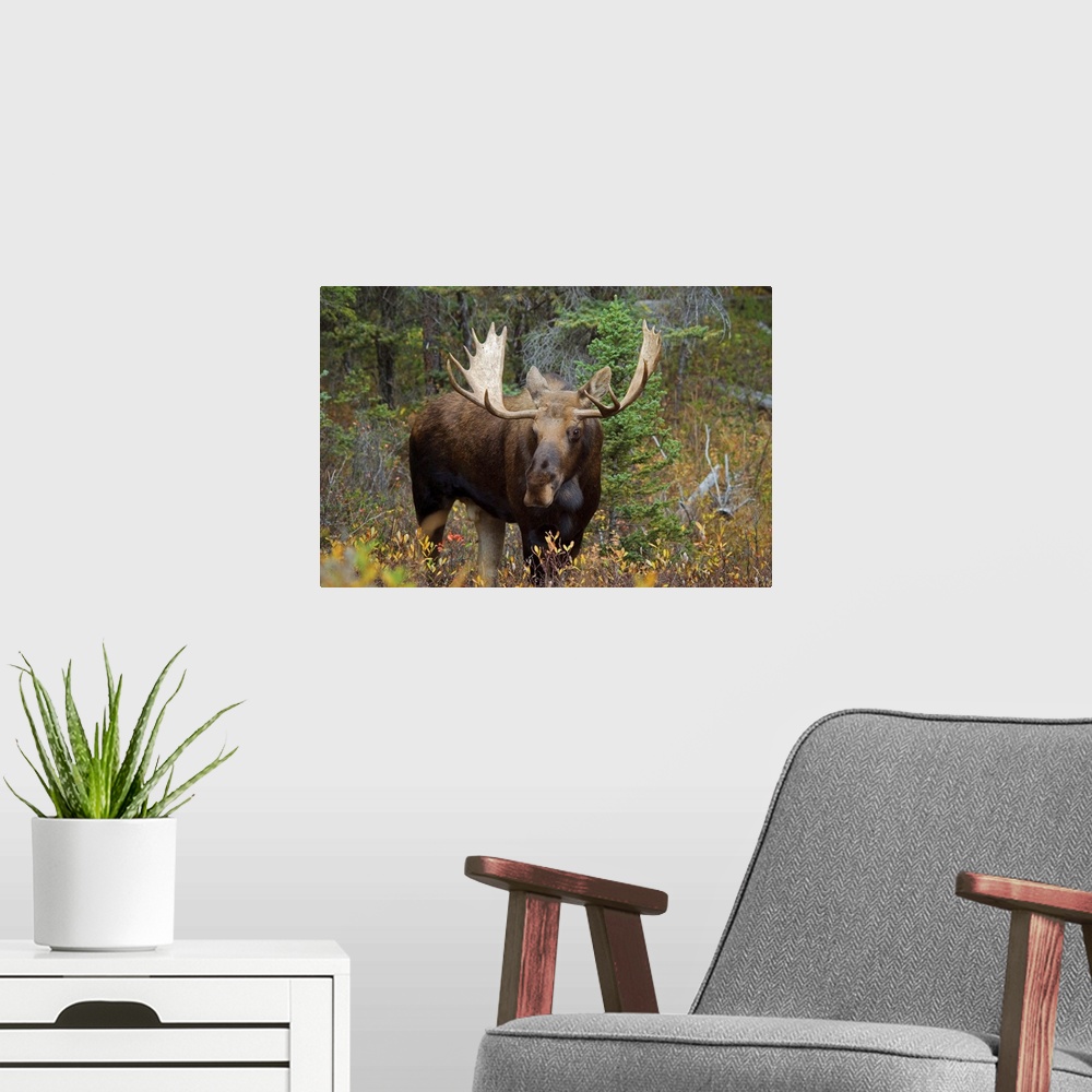 A modern room featuring Moose In The Forest; Alberta, Canada