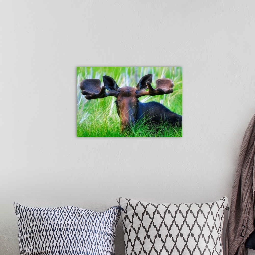 A bohemian room featuring Moose Sitting In A Green Field Of Grass