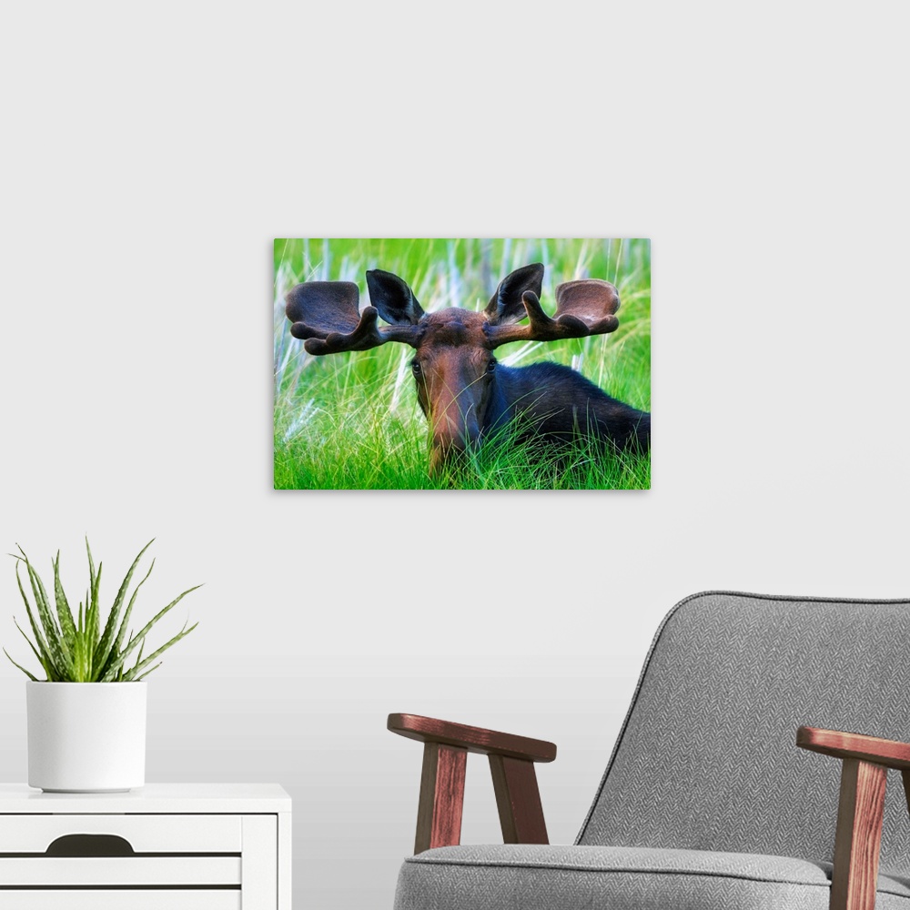 A modern room featuring Moose Sitting In A Green Field Of Grass