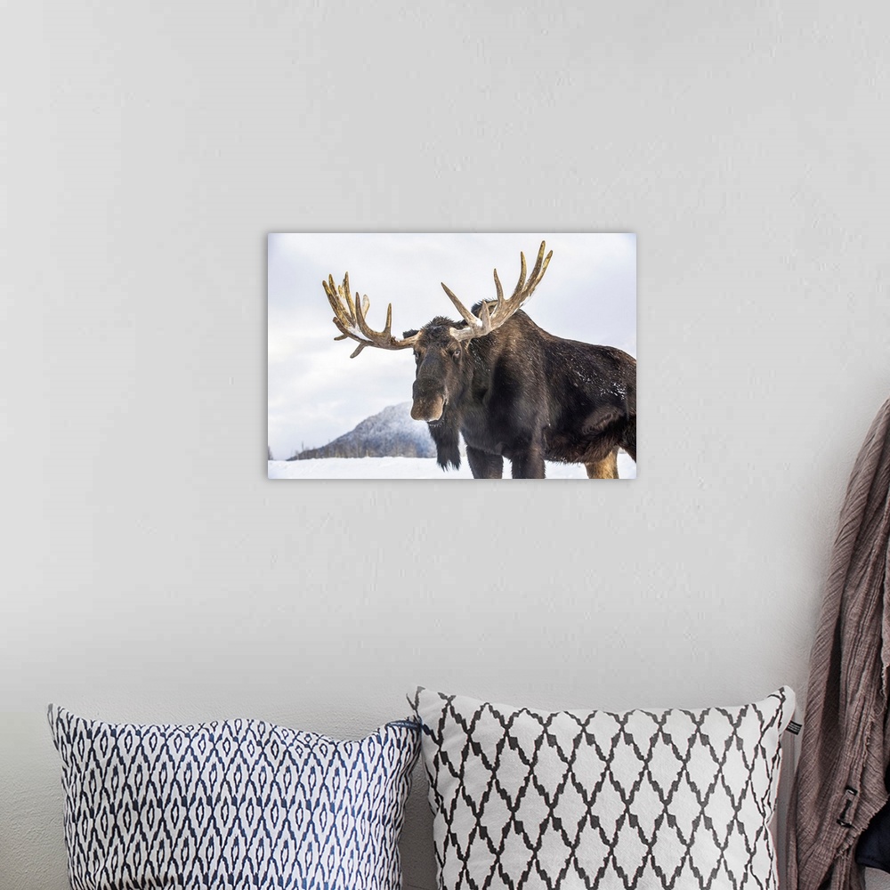 A bohemian room featuring Mature bull moose (alces alces) with antlers shed of velvet standing in snow, Alaska wildlife con...