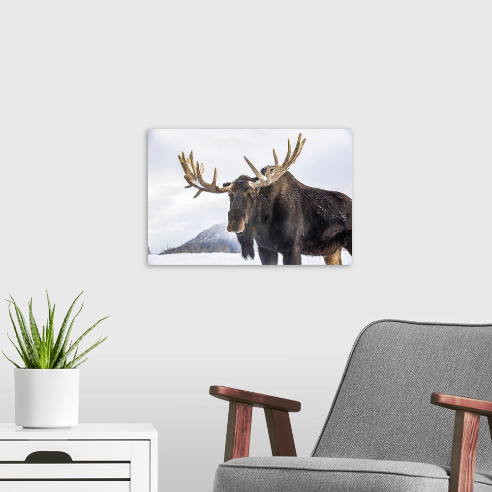 A modern room featuring Mature bull moose (alces alces) with antlers shed of velvet standing in snow, Alaska wildlife con...
