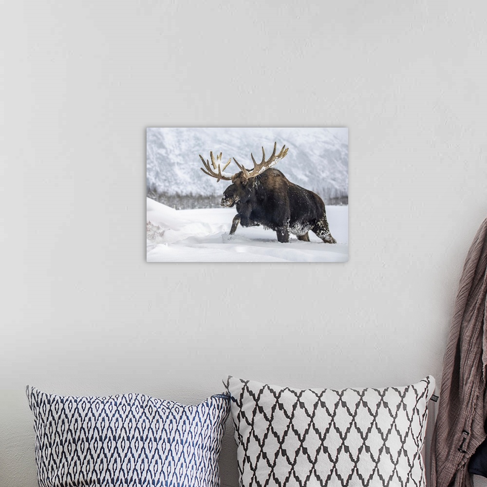 A bohemian room featuring Mature bull moose (alces alces) with antlers shed of velvet walking in snow, Alaska wildlife cons...