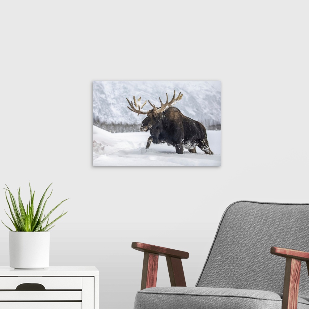 A modern room featuring Mature bull moose (alces alces) with antlers shed of velvet walking in snow, Alaska wildlife cons...