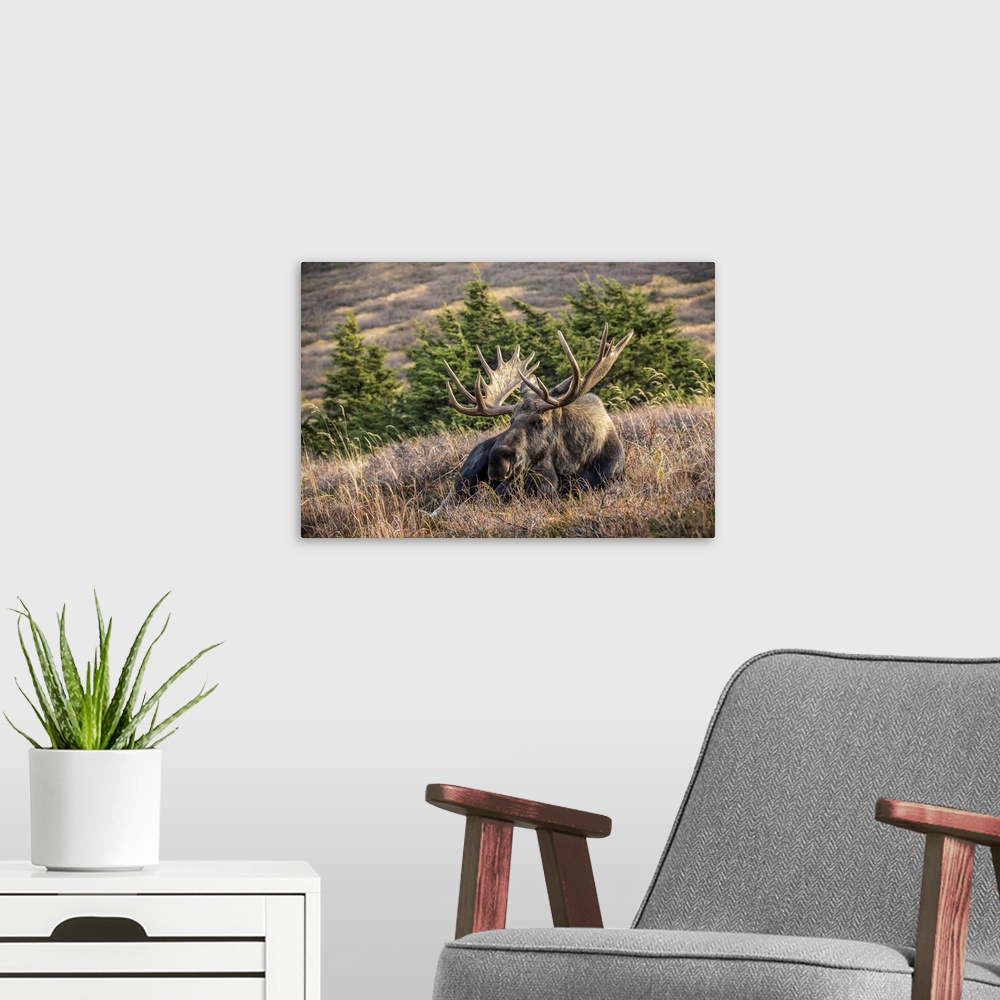 A modern room featuring A mature bull moose (alces alces) with matured antlers rests on a hillside in autumn in the power...