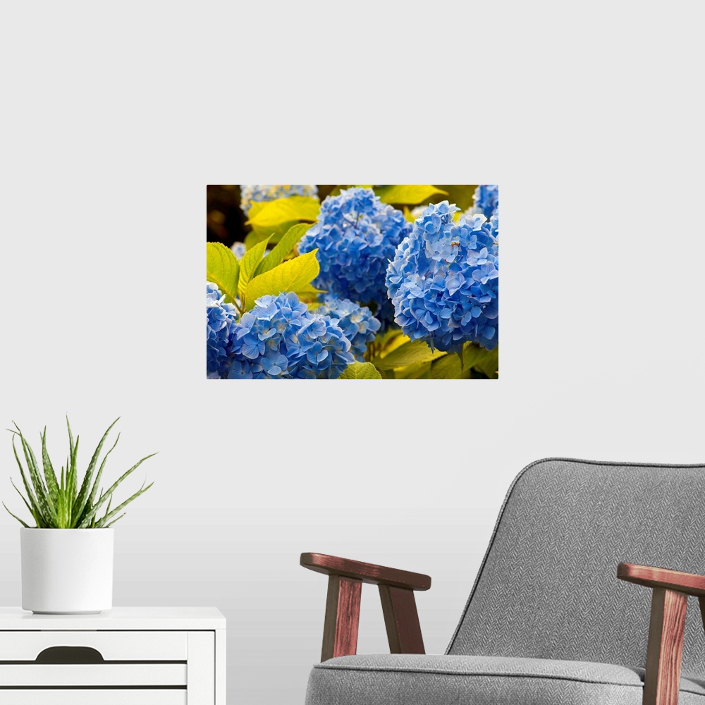 A modern room featuring Mophead hydrangea flowers and leaves, Hydrangea macrophylla.