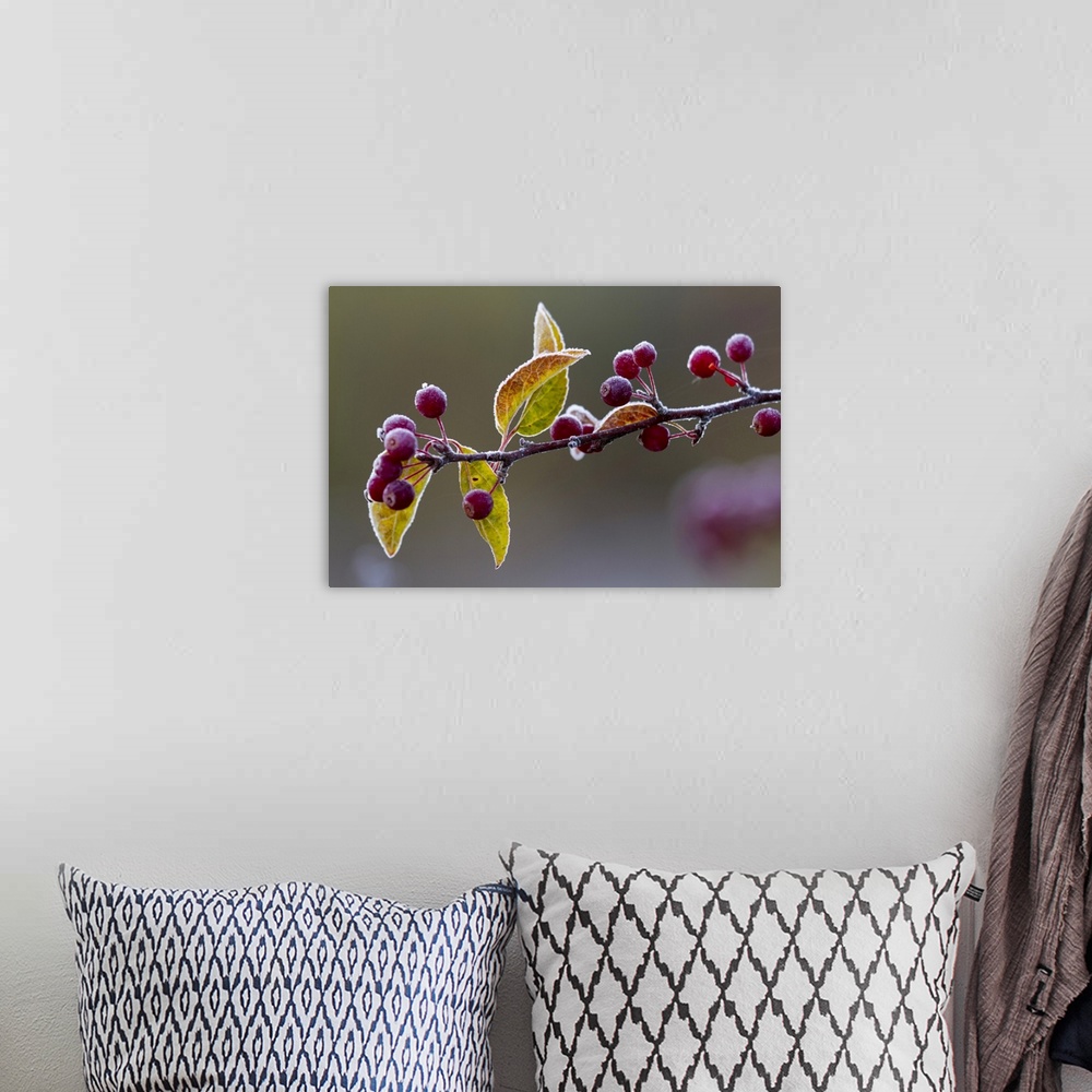 A bohemian room featuring Morning frost on a bing cherry branch (Prunus avium); New York, United States of America