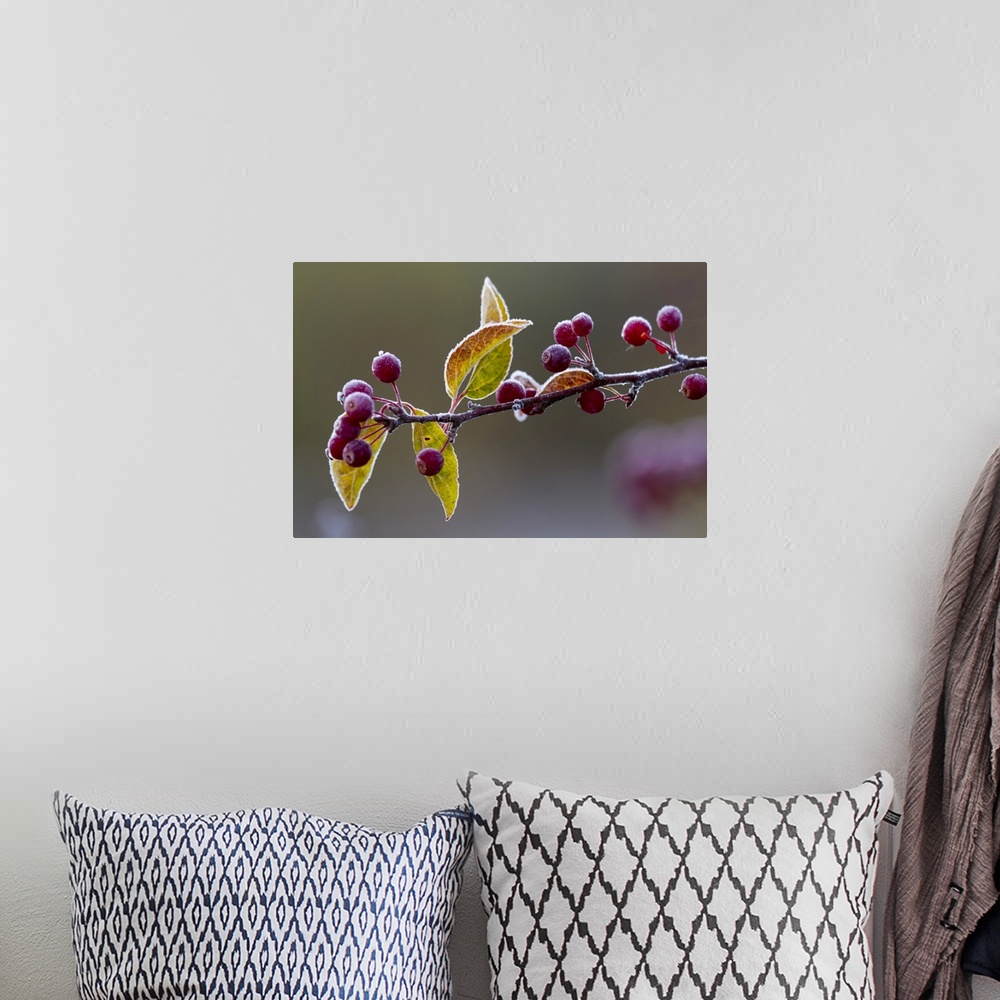 A bohemian room featuring Morning frost on a bing cherry branch (Prunus avium); New York, United States of America