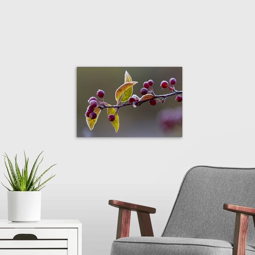 A modern room featuring Morning frost on a bing cherry branch (Prunus avium); New York, United States of America