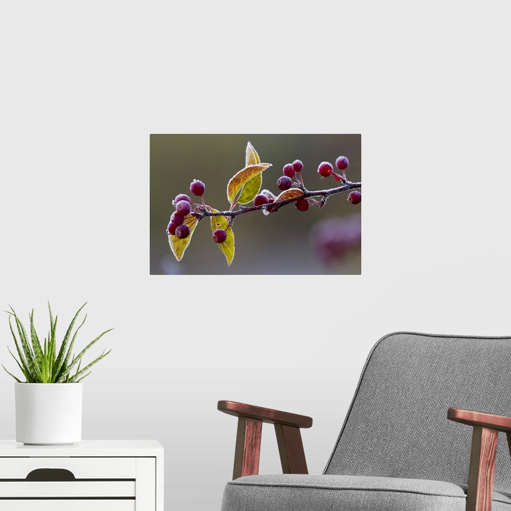 A modern room featuring Morning frost on a bing cherry branch (Prunus avium); New York, United States of America