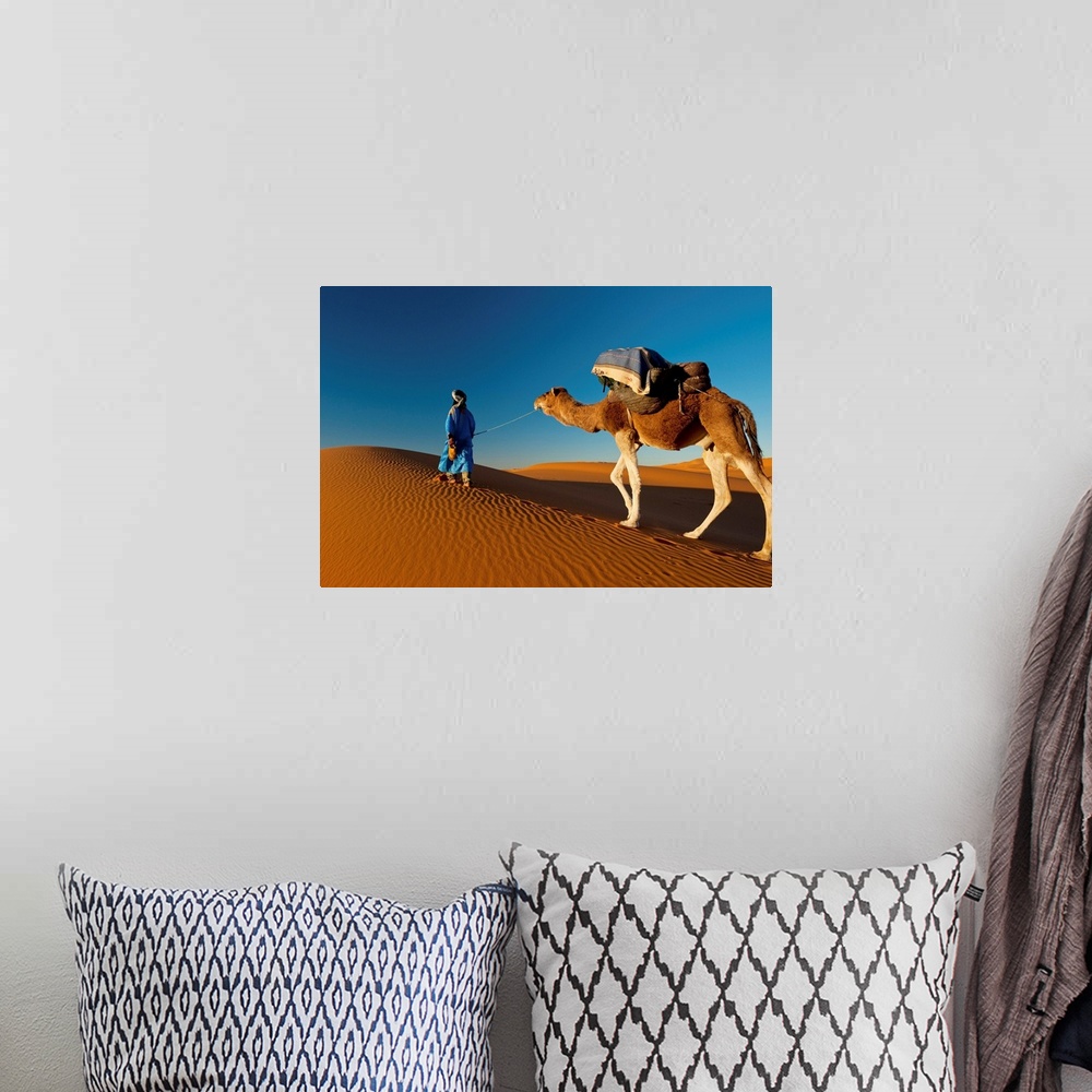 A bohemian room featuring Morocco, Berber leading camel across sand dune near Merzouga in Sahara Desert