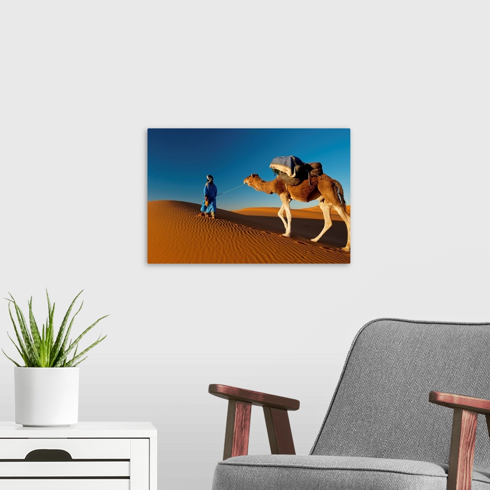 A modern room featuring Morocco, Berber leading camel across sand dune near Merzouga in Sahara Desert