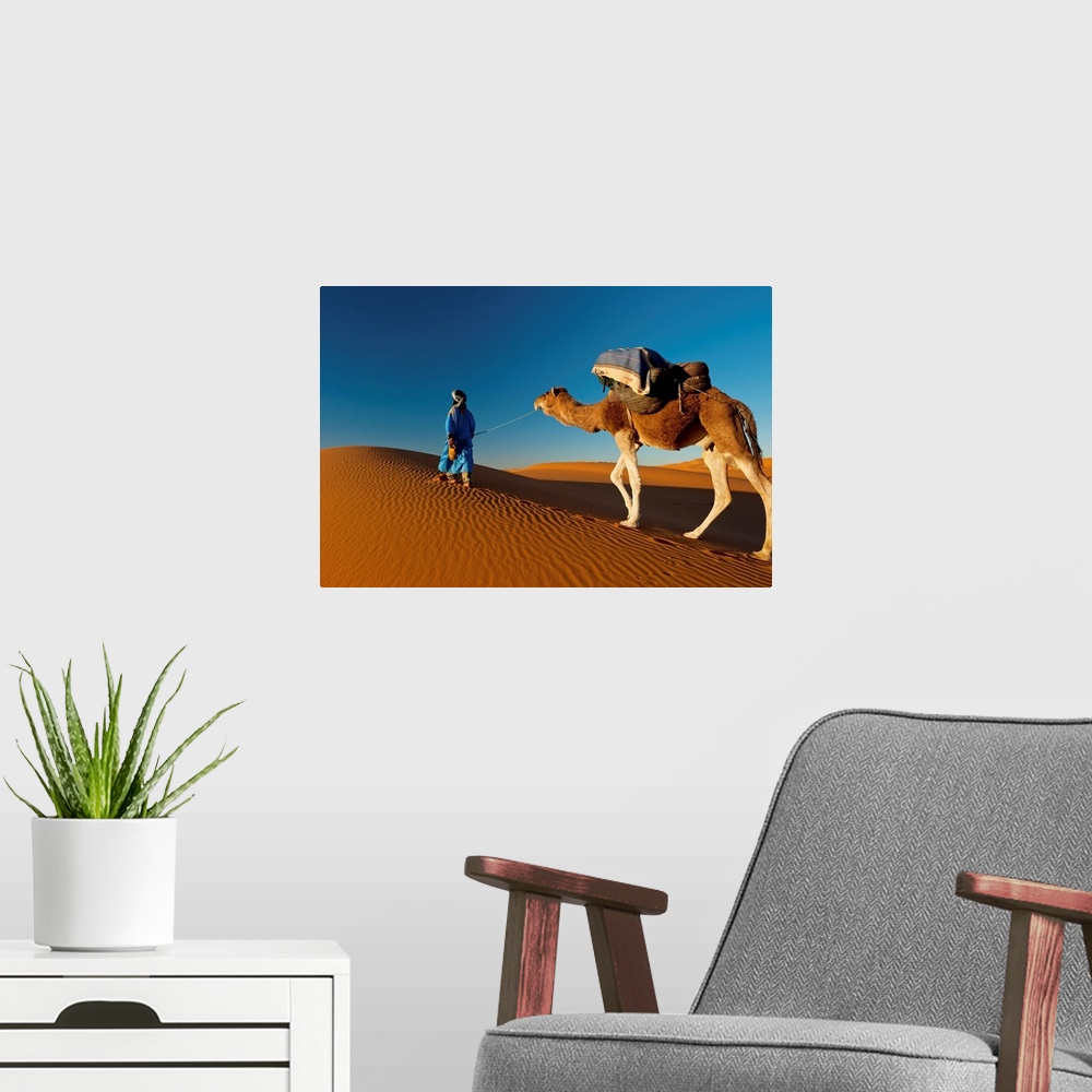 A modern room featuring Morocco, Berber leading camel across sand dune near Merzouga in Sahara Desert