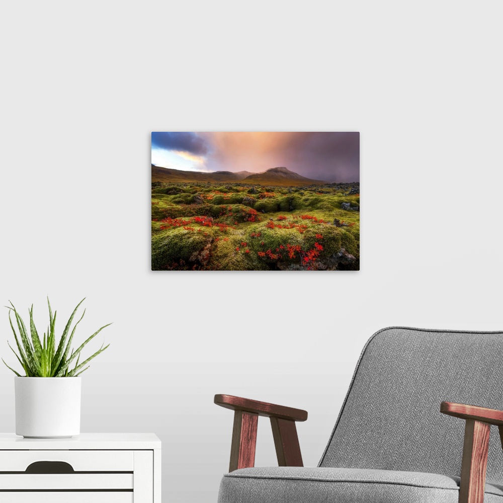A modern room featuring Moss covered lava field at sunrise, Snaefellsness Peninsula; Iceland