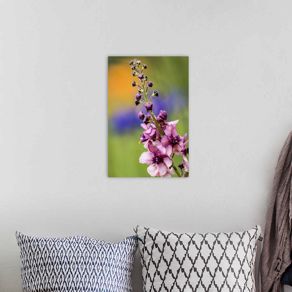A bohemian room featuring Moth Mullein (Verbascum blattaria) blooms in an Oregon flowerbed; Astoria, Oregon, United States ...