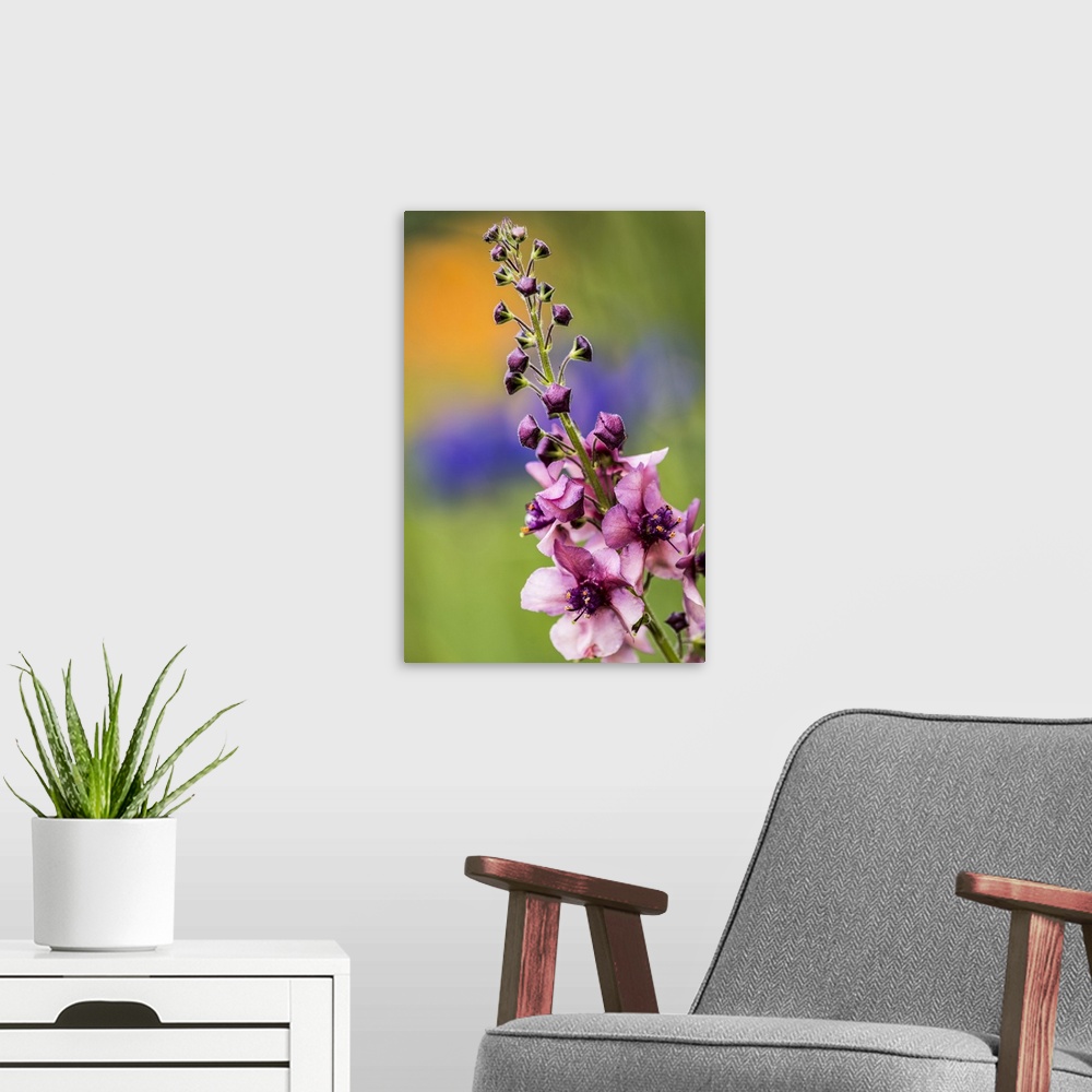A modern room featuring Moth Mullein (Verbascum blattaria) blooms in an Oregon flowerbed; Astoria, Oregon, United States ...