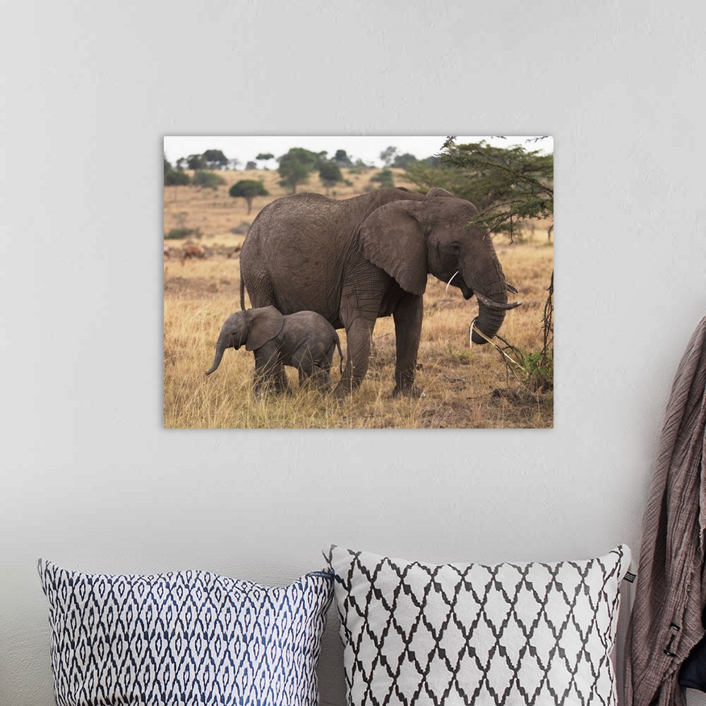 A bohemian room featuring Mother And Baby Elephant