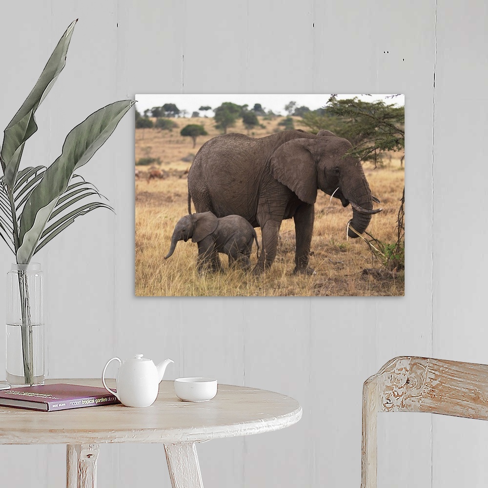 A farmhouse room featuring Mother And Baby Elephant