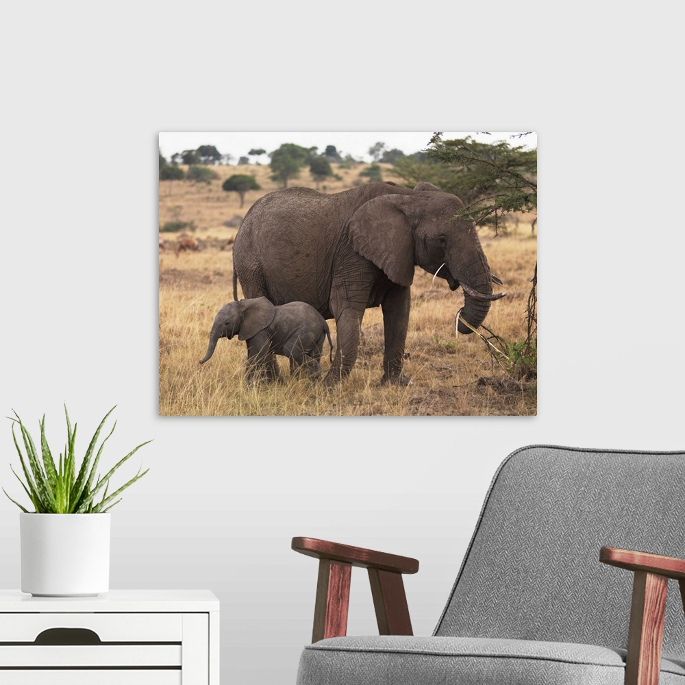 A modern room featuring Mother And Baby Elephant