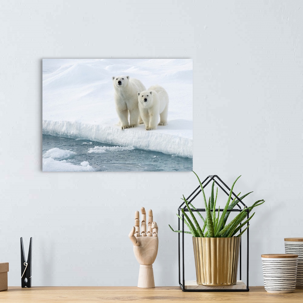 A bohemian room featuring Mother and cub Polar bears (Ursus maritimus) at water's edge; Spitsbergen, Svalbard, Norway