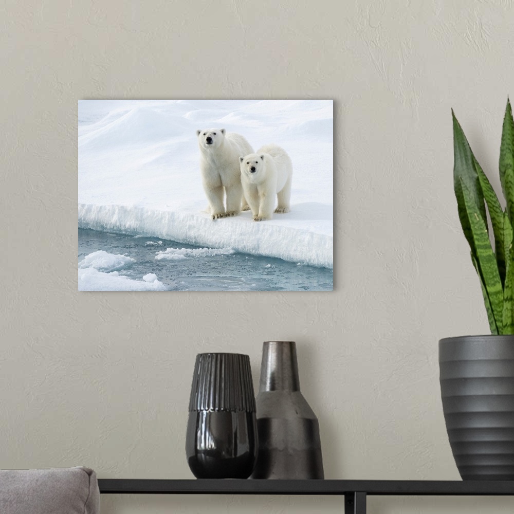 A modern room featuring Mother and cub Polar bears (Ursus maritimus) at water's edge; Spitsbergen, Svalbard, Norway