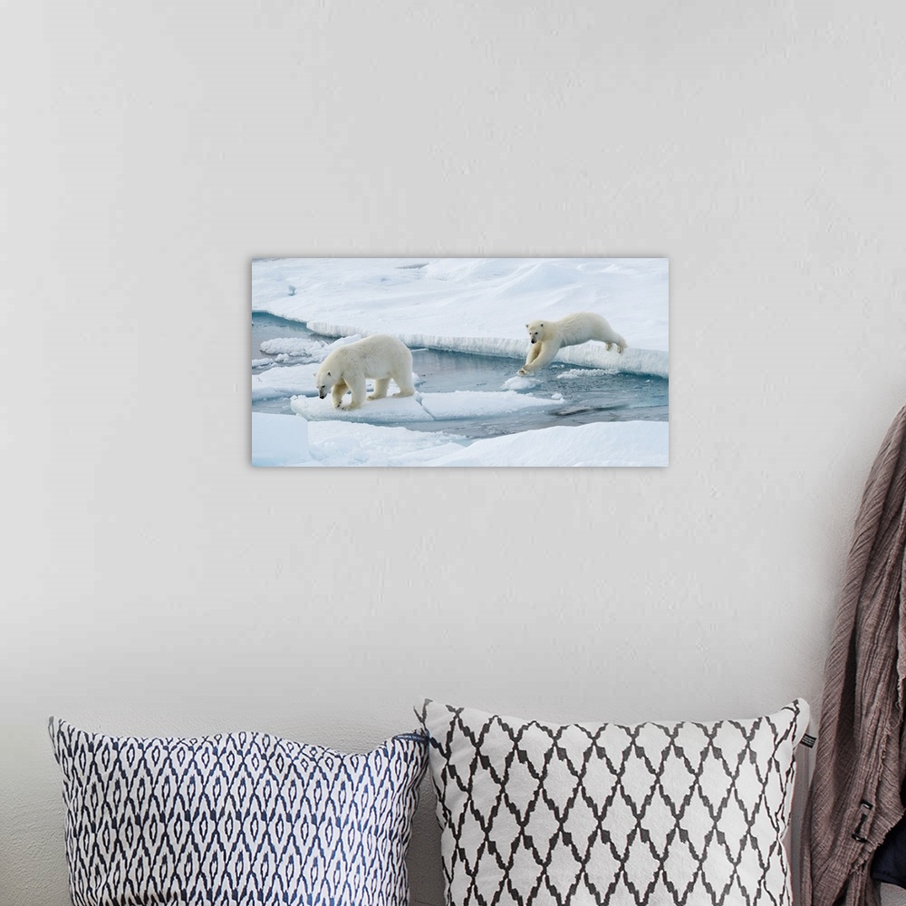 A bohemian room featuring Mother Polar bear (Ursus maritimus) and a yearling cub leap over a seawater channel; Spitsbergen,...