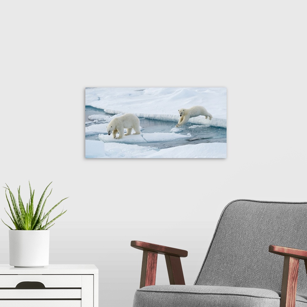 A modern room featuring Mother Polar bear (Ursus maritimus) and a yearling cub leap over a seawater channel; Spitsbergen,...